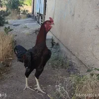 دو عدد خروس لاری نسل