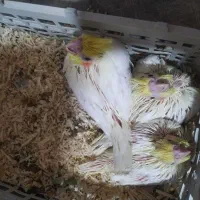 جوجه عروس هلندی خانگی