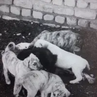 باسلام تعدادی توله برای واگذاری