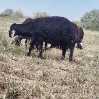 قوچ تمام فر بیجش
