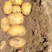 سیب زمینی دوناتا و راشیدا