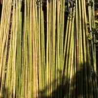 نی بامبو برای پرچم