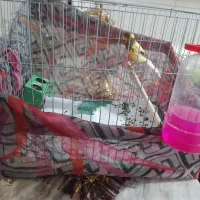 قناری نر بخون