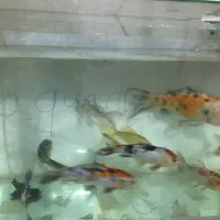 کوی نژاد دار اصلی