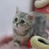 گربه