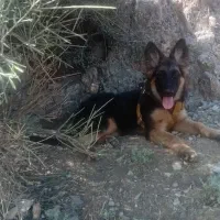 سگ ژرمن شپرد