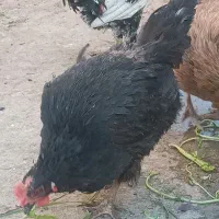 مرغ سیاه تخم گذار به شرط