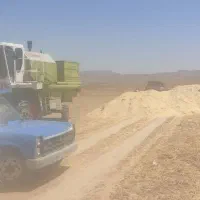 کا گندم