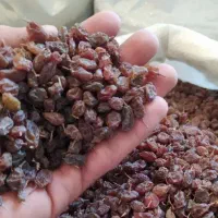 کشمش قرمز درشت  افتابی بدون سم و کود طبیعی