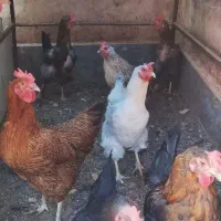 فروش مرغ محلی