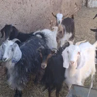 بزغاله ماده