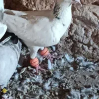 مجسمه .کفتر