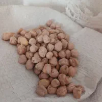 فروش نخود بهاره
