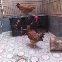 مرغ تخمگذار جوان