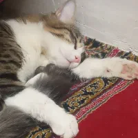 واگذار ی فوری