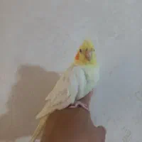 عروس هلندی ماده