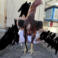 خروس لاری