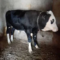 گاو نر