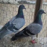 کبوتر پلاکی کفتر سرور و دورگ پلاک اصلی