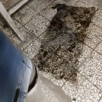 کف‌ساب‌کفسابی‌ساب‌زن‌سنگسابی‌نماشویی باکیفیت بالا