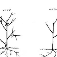 کارهای باغبانی وهرس