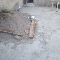 فوروشی کبوتر