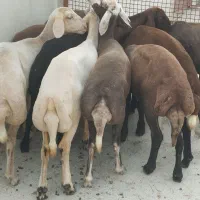 گوسفند ۹ عدد ماده جنس برتر