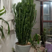 کاکتوس افوربیا