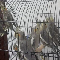 عروس علندی سخنگو