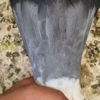 کفتر دم سبز