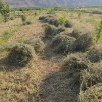یونجه درجه یک