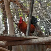 خروس عربی ،هلندی