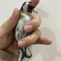 سهره ۴ گل رام