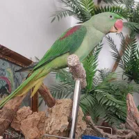 طوطی