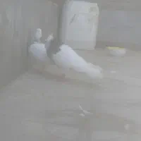 کبوتر