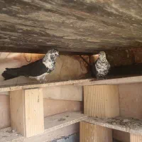 یک جفت کفترسوسکی درجه یک ساعت بالا