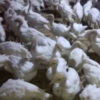 جوجه بوقلمون بیوتی سنگین وزن فقط دونه۸۰۰هزار
