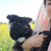 سگ نژاد شیتزو پامرکوچیک