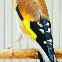 سهره قناری وسره دهن ایوب رحمتی