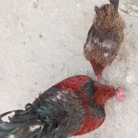 فروش مرغ و خروس