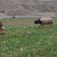 صد کیلو پشم ب فروش می‌رسد