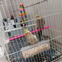 عروس هلندی و