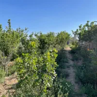 1-جریب-زمین-باغی