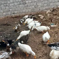 اردک|حیوانات مزرعه|اردبیل, |دیوار