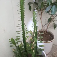 دوتا گل