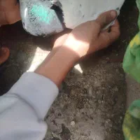 یک سینه سیاه نر سوراخ