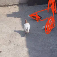 کبوتر