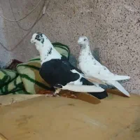 فروش جفت ۱تومن