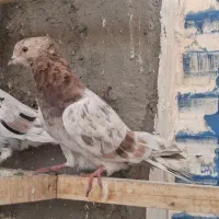 سرور زرد