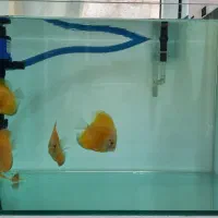 آکواریوم ماهی دیسکس
